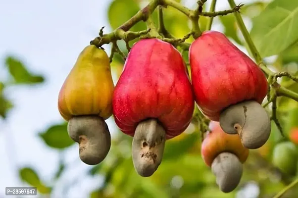 Cashew Apple Plant  KajuPlant  XOxygreenPlant-thumb2