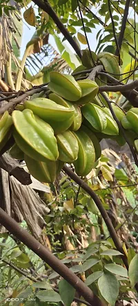 Capsicum KAMRANGA Plant-thumb2