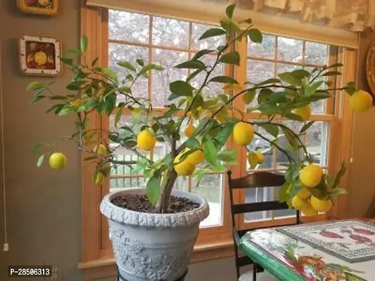 Lemon Plant  Hybrid Lemon Pack Of 1-thumb0