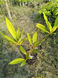 Rudraksha Plant  Rudraksha Plant-thumb1