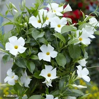 Mandevilla Plant  White Mandevillea Flower Plant s ko o-thumb0