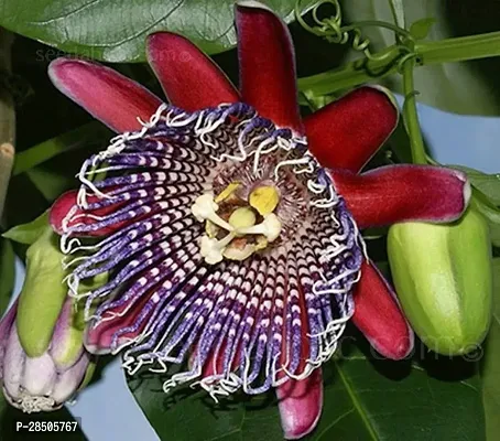 Passion Plant  passion flowers or passion vines-thumb0