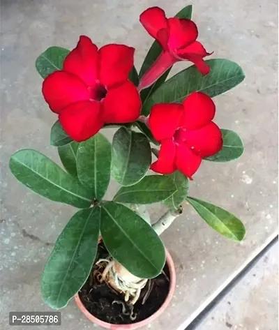 Adenium Plant  Roy adenium Plant-thumb0