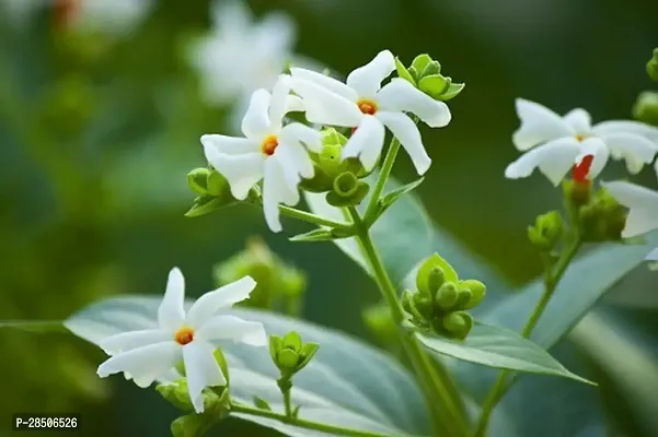 ParijatHarsingar Plant  Parijat suli flower Plant-thumb2