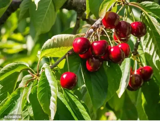 Cherry Fruit Plant  cherry Plant  xnewdeb66