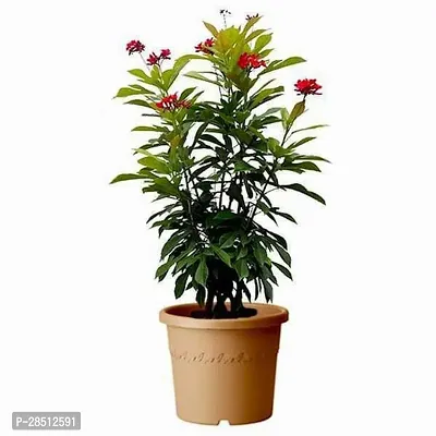 Natural Live Plant for Home Garden-thumb0