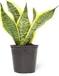 Earth Angels Snake Plant SNAKE PLANT VCQQ-thumb1