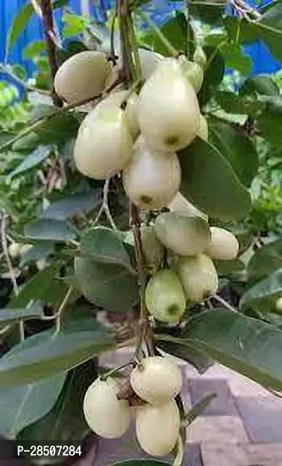 Jamun Plant  white jambolan Plant-thumb0