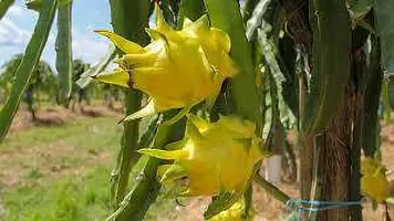 Dragon Tree uttarpradesh yellow dragon Plant-thumb1