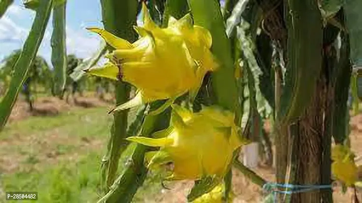 Dragon Tree uttarpradesh yellow dragon Plant-thumb2