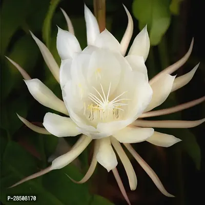 Brahma Kamal Plant  BrahmaKamal XNursery Nisarga