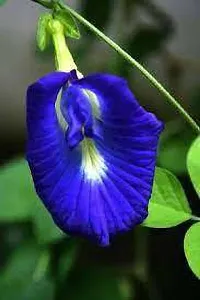 Aparajita Butterfly Pea Plant  Aparajita xoxygp02-thumb1