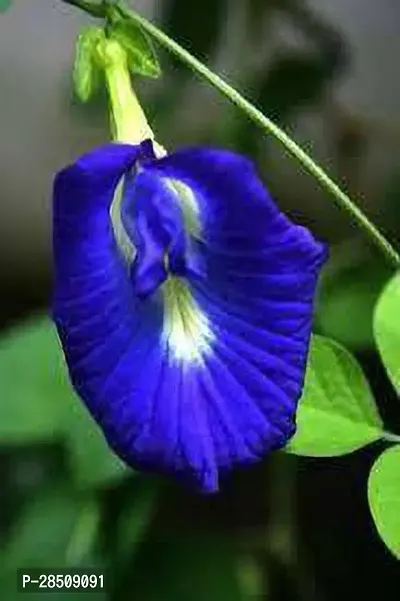 Aparajita Butterfly Pea Plant  Aparajita xoxygp02-thumb2