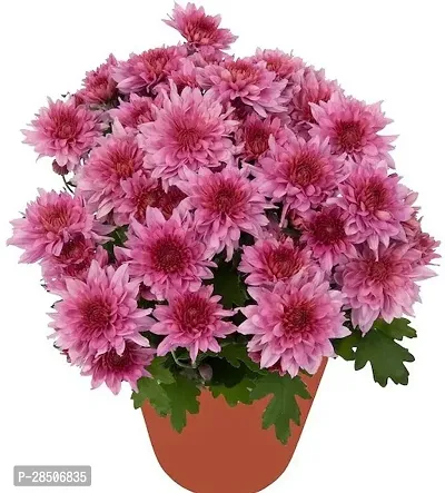 Chrysanthemums Guldavari Plant  Live Pink Guldavari Flower Plant s