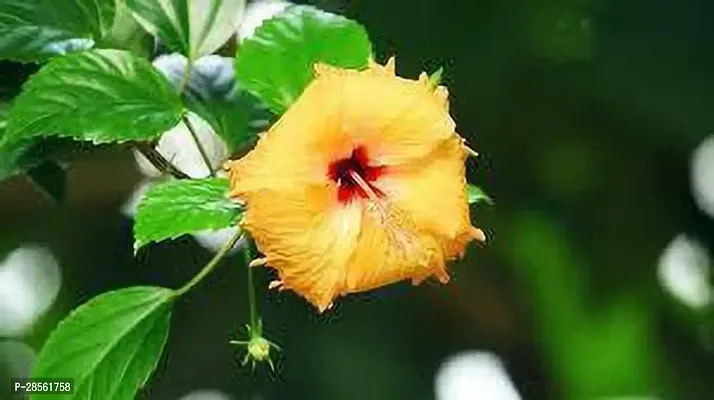 Earth Angels Hibiscus Plant HIBISCUS PLANT H4-thumb0