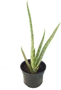 Earth Angels Aloe Vera Plant Aloe vera49-thumb1