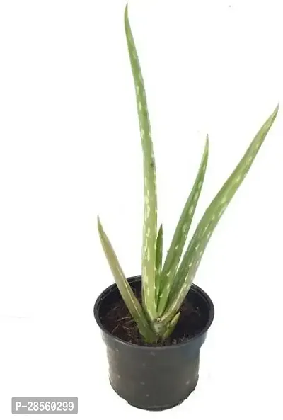 Earth Angels Aloe Vera Plant Aloe vera49-thumb2