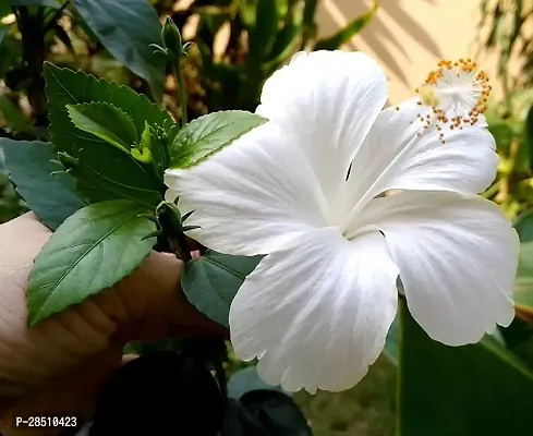 Natural Live Plant for Home Garden-thumb2