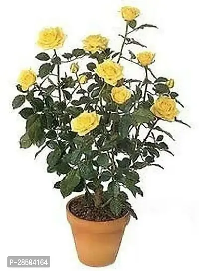 Rose Plant  Rose Plant    Bhusaval-thumb0