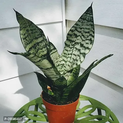 Spider Plant  Snake Plant  001-thumb0