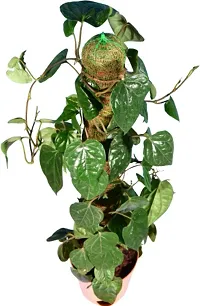 Earth Angels Betel Leaf Plant BETEL LEAF PLANT RCCF-thumb1