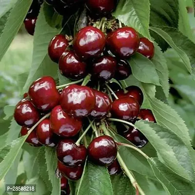 Cherry Fruit Plant  Cherry Xnat456-thumb0