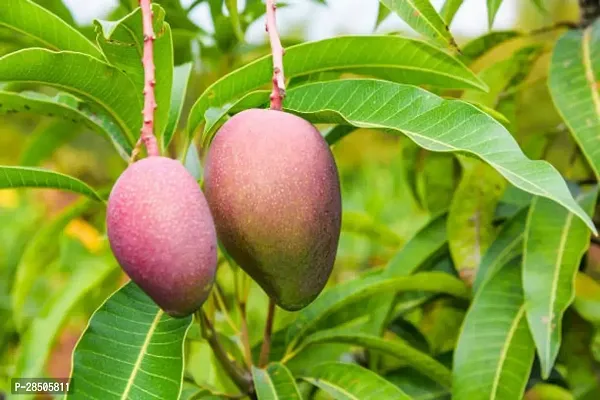 Mango Plant  miyazaki04-thumb0