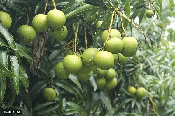 Mango Plant  VAV11