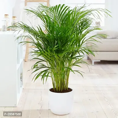 Areca Palm Arica Plant heaven384-thumb0