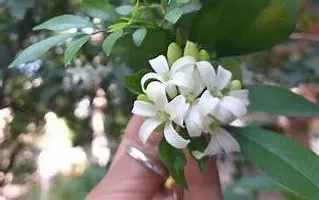 Natural Live Plant for Home Garden-thumb1