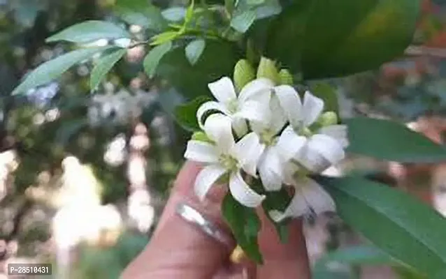 Natural Live Plant for Home Garden-thumb2