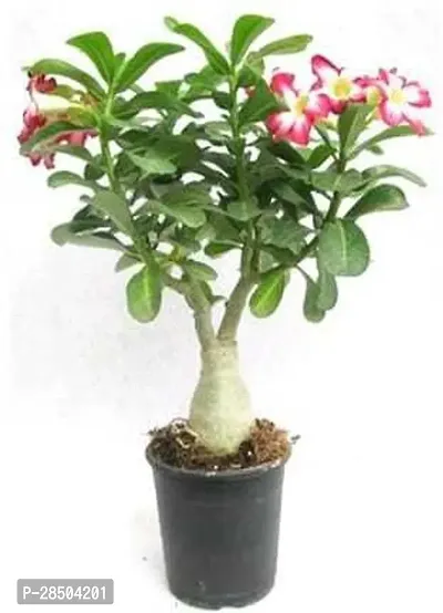 Adenium Plant  Adenium Plant  New 16-thumb0