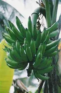 Natural Live Plant for Home Garden-thumb2