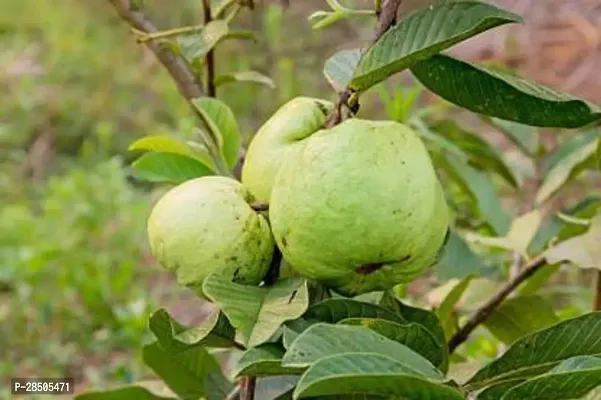 Guava Plant  Guava Plant  237-thumb0