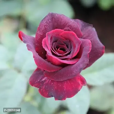 Earth Angels Rose Plant Rose (Maroon) - Plant-thumb0