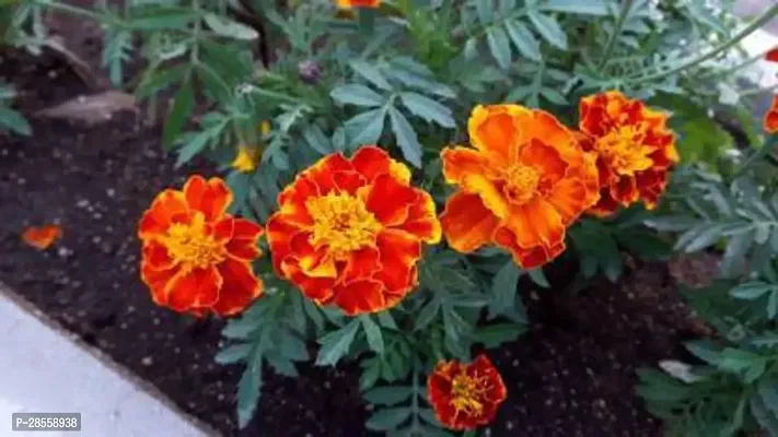 Earth Angels Marigold Plant Marigold Plant12-thumb0