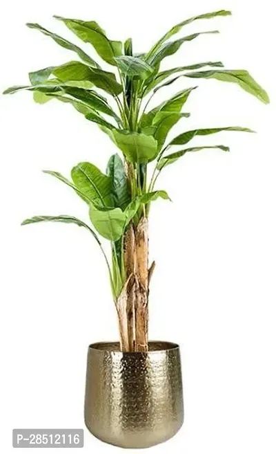 Natural Live Plant for Home Garden-thumb0