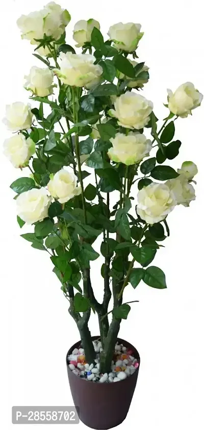 Earth Angels Rose Plant WHITE ROSE-thumb0