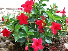 Mandevilla Plant  Mandevilla XLet121-thumb1