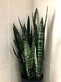 Snake Plant  Pata bahar Plant-thumb2