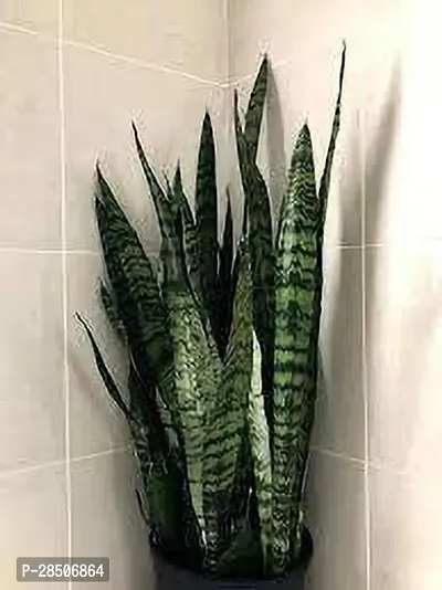 Snake Plant  Pata bahar Plant-thumb3