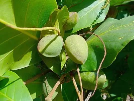 Almond Plant  Live Plant  Badam Indian Almond Tropical Almond Deciduous And Erect Tree Pot Suitable Garden Plant  1 Healthy Live Plant  3-thumb1