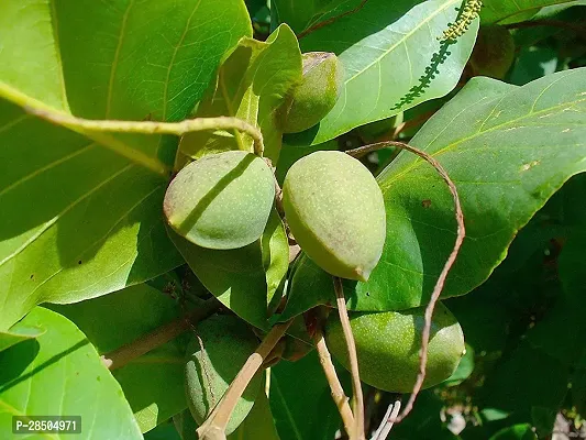 Almond Plant  Live Plant  Badam Indian Almond Tropical Almond Deciduous And Erect Tree Pot Suitable Garden Plant  1 Healthy Live Plant  3-thumb2