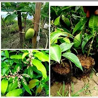 Mango Plant  Mango Plant  xnewdeb55-thumb1