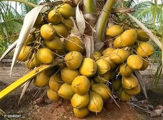 Coconut Plant  Gardens VIETNAM COCONUT DWARF-thumb0