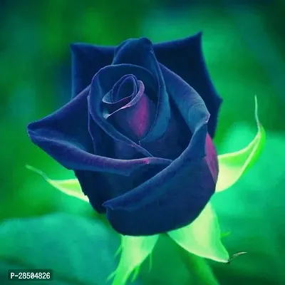 Rose Plant  Blue Rose Plant   62-thumb0