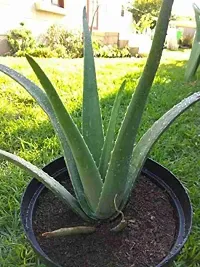 Earth Angels Aloe Vera Plant Aloe Vera Plant-thumb2