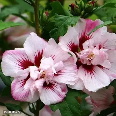 Hibiscus Plant  Hibiscus Plant  45-thumb0