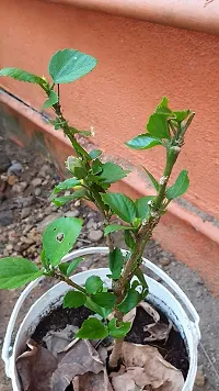 Earth Angels Hibiscus Plant Rare hybridslive hibiscus-thumb1