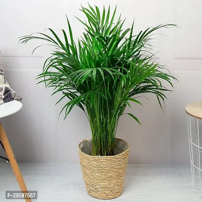 Areca Palm Arica Plant heaven241-thumb0